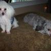 Bridgett and Petri-a male tcup white AKC poodle of about 4lbs.